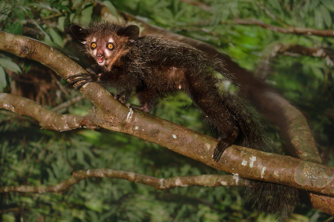 Представитель Семейства Daubentoniidae